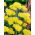 Moonshine common yarrow - yellow flowers