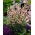 Monkshood - Aconitum napellus Rubellum - piantina