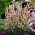 Monkshood - Aconitum napellus Rubellum - piantina