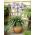 Dr Brouwer Agapanthus; African Lily, Lily of the Nile - stort paket! - 10 st
