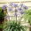 Dr Brouwer Agapanthus; Crinul African, Crinul Nilului