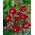Ruby Port columbine, red double flowers - large package! - 10 pcs; granny's bonnet