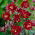 Aquilegia Ruby Port, fiori doppi rossi - 1 pz; cuffia della nonna