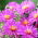 Aster touffu d'Anneke
