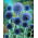 Cardo azul glandular Taplow Blue - flores azul-celeste - pacote grande! - 10 pcs.