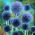 Cardo azul glandular Taplow Blue - flores azul-celeste - pacote grande! - 10 pcs.