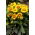 Fleur de couverture d'abricot d'Arizona - semis - grand paquet ! - 10 pieces