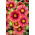 Fleur de couverture Arizona Red Shades - semis - grand paquet ! - 10 pieces