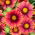 Fleur de couverture Arizona Red Shades - semis