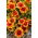 Fleur de couverture Arizona Sun - semis