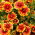 Arizona Sun blanket flower - seedling