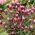 Rode Franse lavendel - 1 st; Spaanse lavendel - 