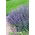 Catnip Six Hills Giant - 1 buc.