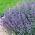 Catnip Six Hills Giant - 1 buc.