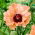Effendi Oriental poppy - 1 pc