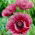 Patty's Plum Oriental Poppy - stort paket! - 10 st