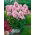 Bright Eyes fall phlox - 1 pz