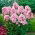 Bright Eyes fall phlox - 1 pz