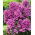 Classic Cassis rudens floksis - 1 gab.
