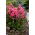 Cleopatra fall phlox - 1 pc
