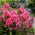 Cleopatra fall phlox - 1 pc