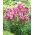 Ferris Wheel fall phlox - large package! - 10 pcs