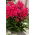 Grenadine Dream Herbst-Phlox - 1 Stk - 