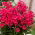 Grenadine Dream Herbst-Phlox - 1 Stk - 