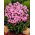Miss Pepper herfstphlox - 1 st - 