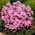 Miss Pepper herfstphlox - 1 st - 