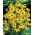 Портокалова шишарка Goldsturm (Rudbeckia fulgida) - 1 бр.