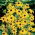 Goldsturm orange kappeblomst (Rudbeckia fulgida) - stor pakke! - 10 stk.