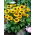 Toto Susan met zwarte ogen (Rudbeckia hirta) - groot pakket! - 10 stuks - 
