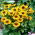 Toto Susan met zwarte ogen (Rudbeckia hirta) - groot pakket! - 10 stuks - 