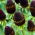 Green Wizard Western coneflower (Rudbeckia occidentalis) - 1 pc