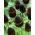 Green Wizard Western coneflower (Rudbeckia occidentalis) - 1 pc