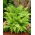Kapradiny zahradní - Athyrium filix-femina - kapradina - velké balení! - 10 ks.