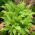 Kapradiny zahradní - Athyrium filix-femina - kapradina - velké balení! - 10 ks.