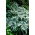 Gartenfarne - Athyrium niponicum - Japanischer bemalter Farn - 1 Stk - 