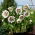 Double Ellen White Spotted Lenten rose