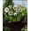 Double Ellen White Spotted Lenten rose