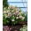 Doppelte Ellen Pink Fastenzeitrose - 