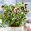 Jolie rose de careme tachetee Ellen