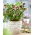 Pretty Ellen Spotted Lenten rose - confezione grande! - 10 pezzi