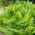 Garden Ferns - Matteuccia struthiopteris - ostrich fern - 1 pc