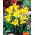 Caballero canna lelie - 