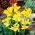 Caballero canna lelie - 