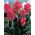 Crimson Beauty canna liliom - nagy csomag! - 10 db.