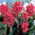 Crimson Beauty canna liliom - nagy csomag! - 10 db.