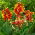 Lis canna Queen Charlotte - gros paquet! - 10 pieces